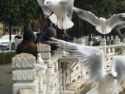 网曝昆明老外持枪打红嘴鸥 派出所称正在处理