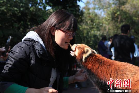 云南小熊猫与游客“接吻”受欢迎猴子被“冷落”