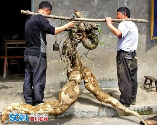 四川村民挖出人形“奔跑葛根” 重达250斤(图)