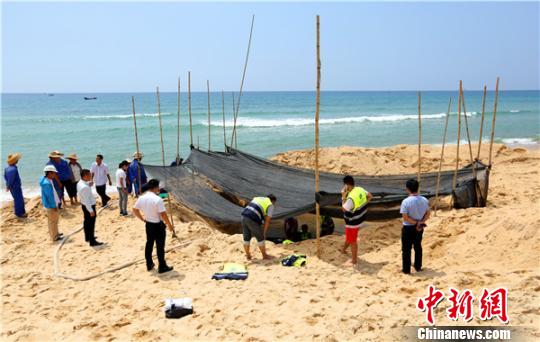 一巨头鲸搁浅海南陵水海湾当地专家民众整夜守护救助