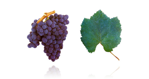 新葡萄产区不断涌现,古老葡萄品种复兴