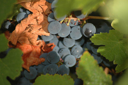 新葡萄产区不断涌现,古老葡萄品种复兴