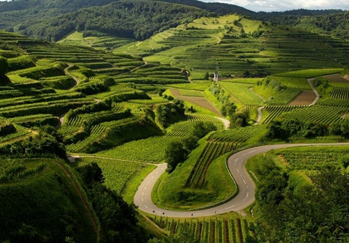 新葡萄产区不断涌现,古老葡萄品种复兴