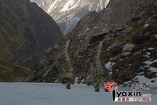 乌鲁木齐周边拍摄到20只以上雪豹