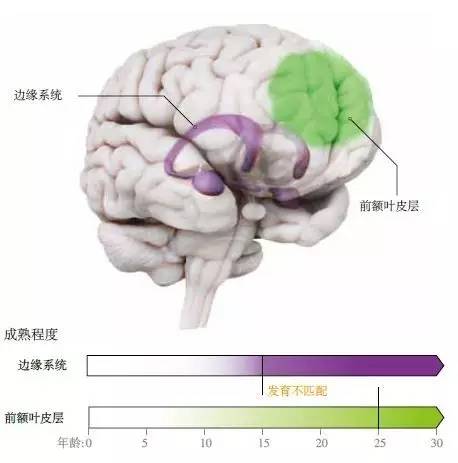 与儿童或成人相比,青少年从事危险行为的可能性更大,部分是由于大脑两大区域之间发育的不匹配。负责驱动情绪的边缘系统(紫色)充满激素,从青春期(通常始于9到12岁)开始加速发育,并在接下来的数年内逐渐成熟。而负责抑制冲动的前额叶皮层(绿色),要到十多年后才能完全发育成熟,因此,出现了一个过渡性的不平衡期。