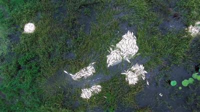 1471562354531663.jpg 137613142.jpg