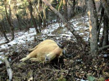 国家1级保护动物羚牛被勒死 周边有捕猎装置