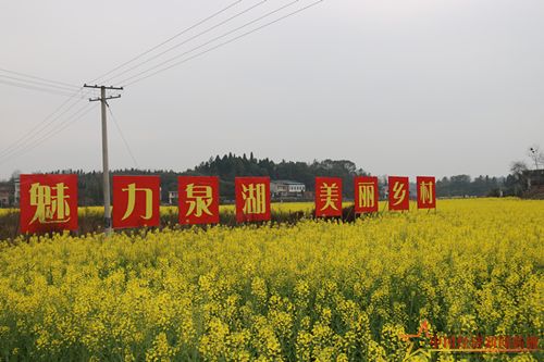 魅力泉湖美丽乡村菜花黄.JPG