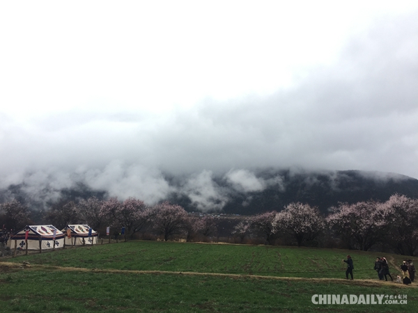 人间四月芳菲尽 谷中桃花始盛开
