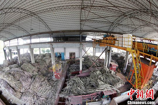 资料图：在广西凤糖集团融安制糖公司原料调运车间，工人们在调运甘蔗。谭凯兴 摄