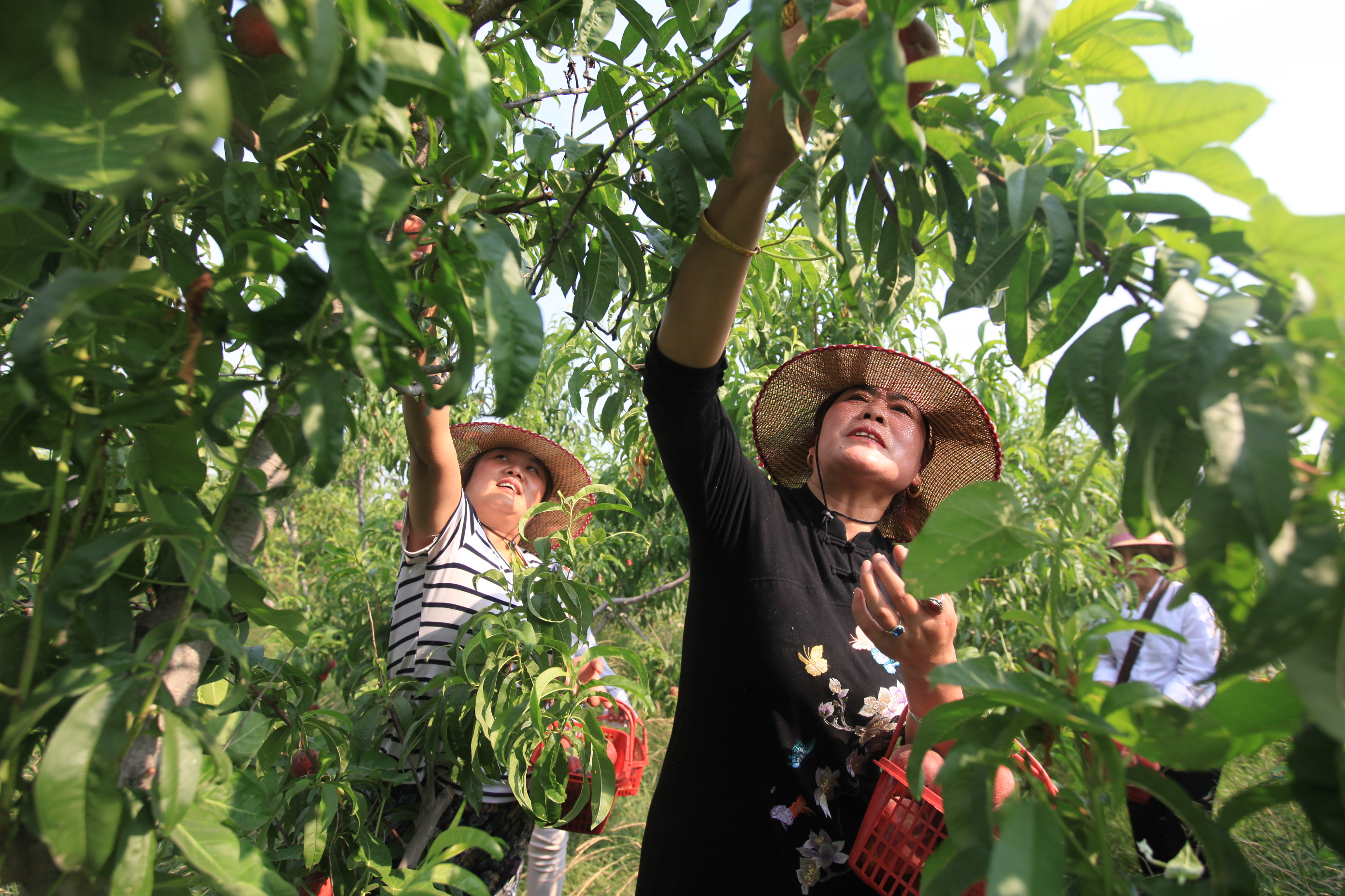 IMG_1251.JPG IMG_1251.JPG