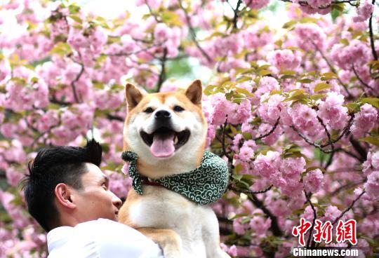 中科大樱花绽放万人涌入“樱花大道”