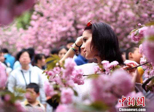 4月1日，中国科学技术大学校园内的樱花全面盛开，吸引外籍友人在樱花树下留影。韩苏原 摄