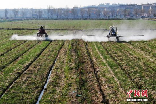 资料图：工作人员驾驶自走式喷雾机给小麦喷洒除草剂。泱波 摄