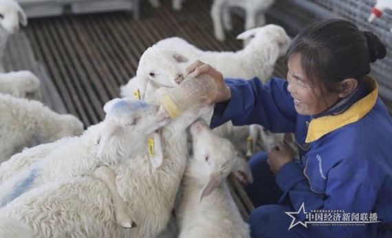 湖羊养殖扶贫项目基地新的托管经营模式让贫困户有了稳定的收入。通讯员摄.jpg