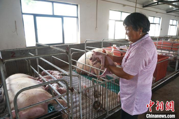 资料图:养殖户护理小猪仔。韩章云 摄 资料图:养殖户护理小猪仔。韩章云 摄