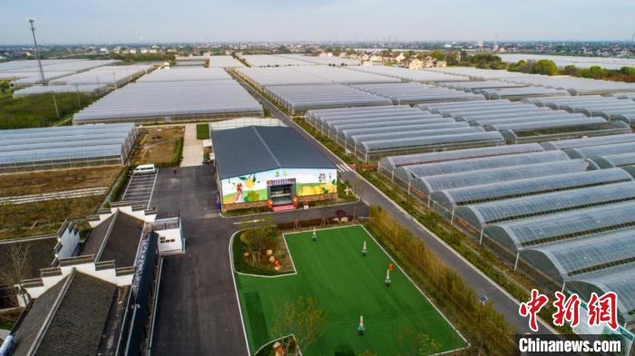 练市红美人柑橘可持续发展示范园区 沈勇强 摄