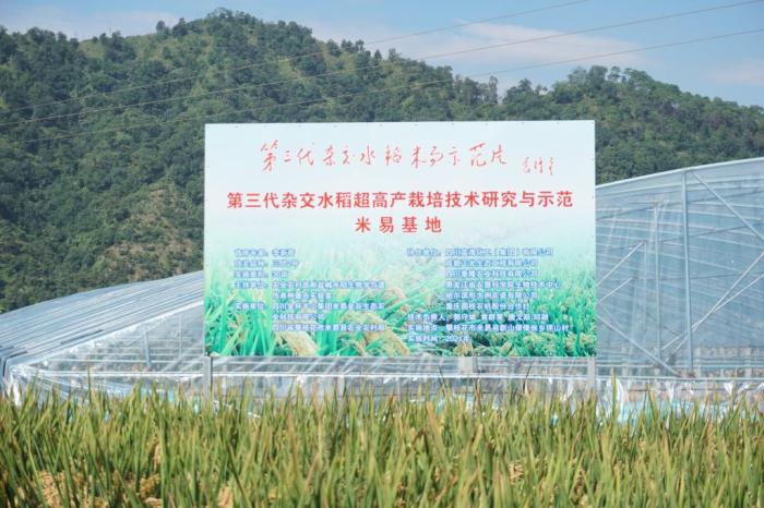 这是测产现场的相关信息。湖南杂交水稻研究中心供图 这是测产现场的相关信息。湖南杂交水稻研究中心供图