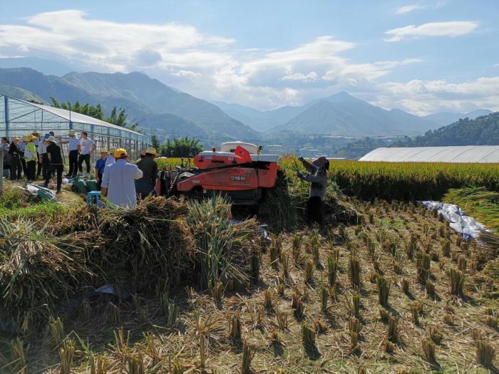 图为28日当天的测产现场。湖南杂交水稻研究中心供图 图为28日当天的测产现场。湖南杂交水稻研究中心供图