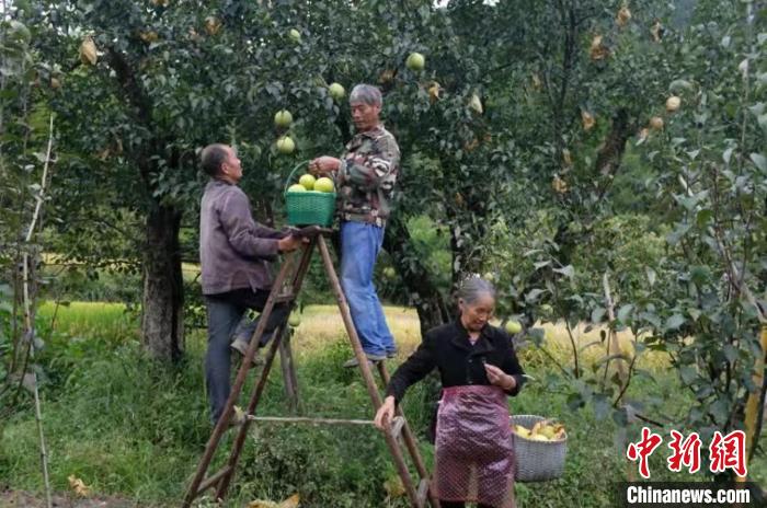 云和雪梨采摘 刘海波 摄 云和雪梨采摘 刘海波 摄