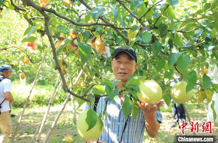 云和雪梨 刘海波 摄 云和雪梨 刘海波 摄