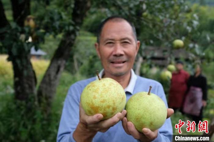 云和雪梨 刘海波 摄 云和雪梨 刘海波 摄