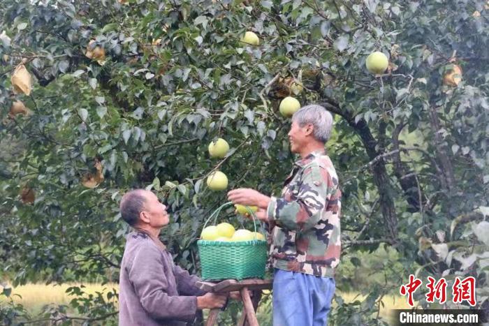 云和雪梨采摘 程鹏鹏 摄 云和雪梨采摘 程鹏鹏 摄