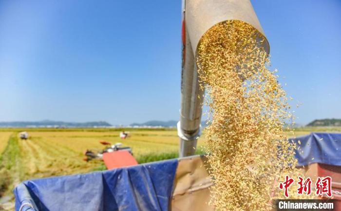 海水稻丰收 吴晓红 摄 海水稻丰收 吴晓红 摄