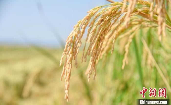 成熟的海水稻 吴晓红 摄 成熟的海水稻 吴晓红 摄