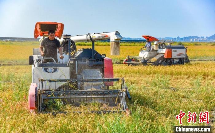 水稻收割机作业现场 吴晓红 摄 水稻收割机作业现场 吴晓红 摄