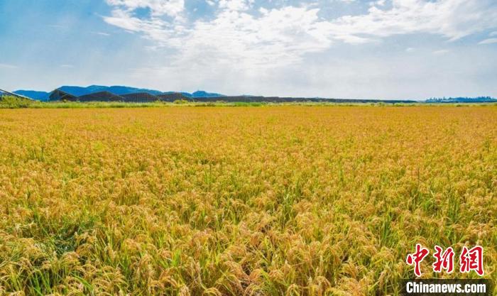 海水稻一片金黄 吴晓红 摄 海水稻一片金黄 吴晓红 摄