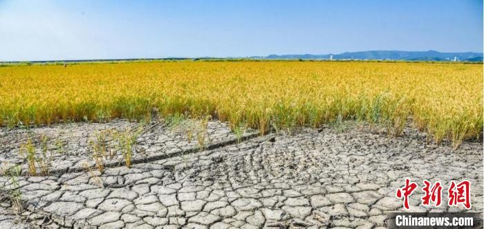 海水稻丰收 吴晓红 摄 海水稻丰收 吴晓红 摄