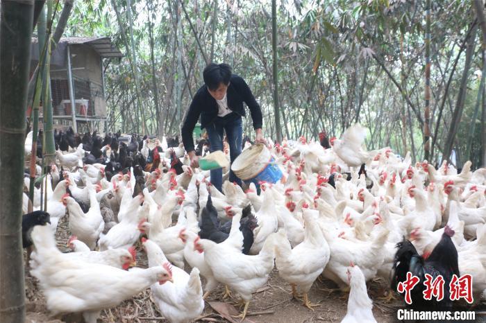 资料图:喂鸡。林馨 摄 资料图:喂鸡。林馨 摄