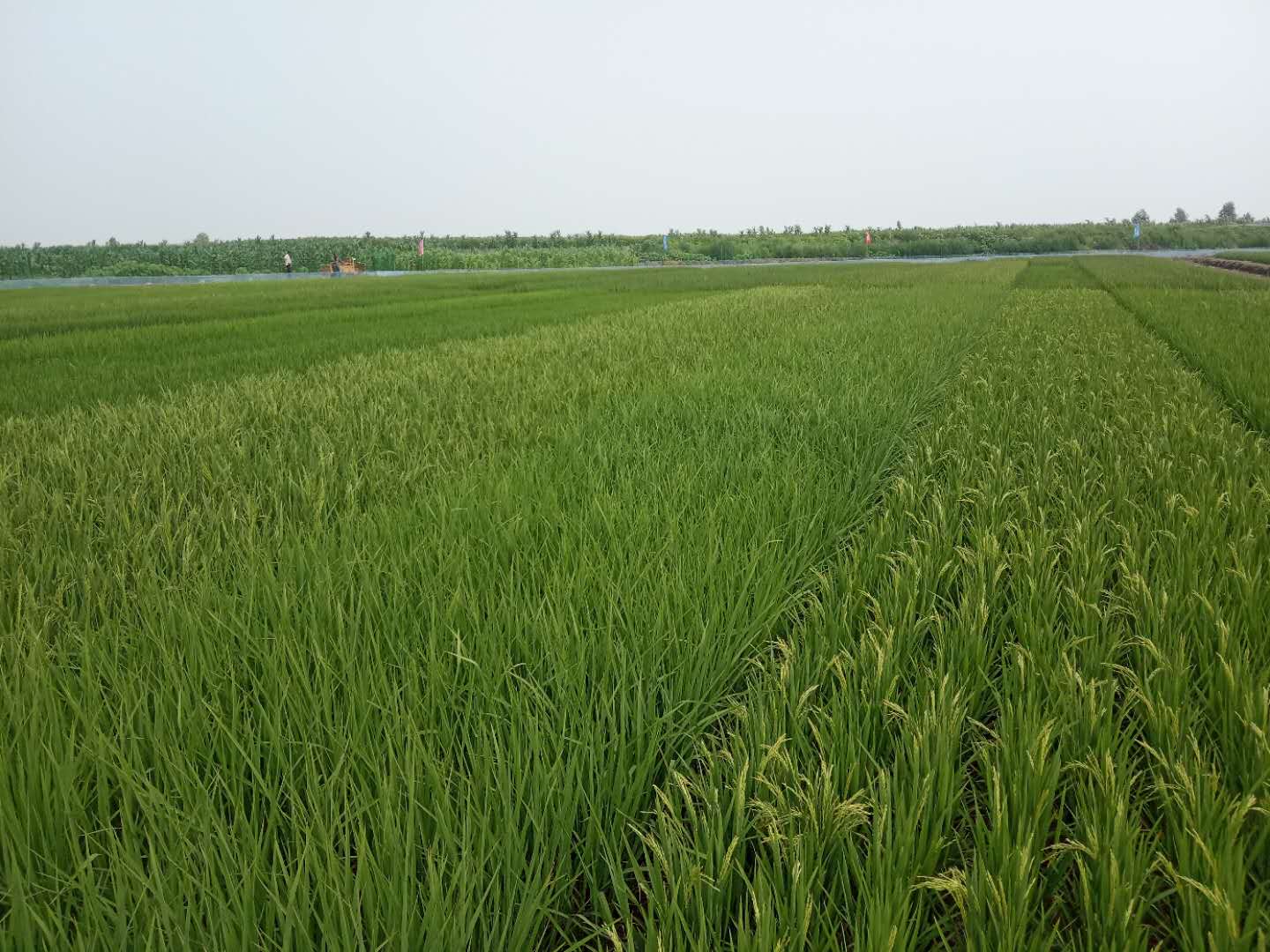 微信图片_202112021843135.jpg 微信图片_202112021843135.jpg