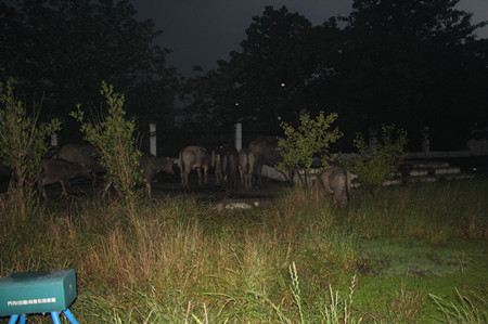 水牛走失照片 (1).JPG