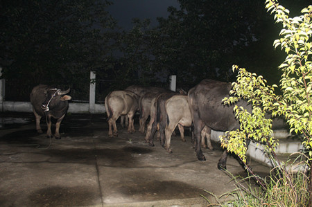 水牛走失照片 (2).JPG