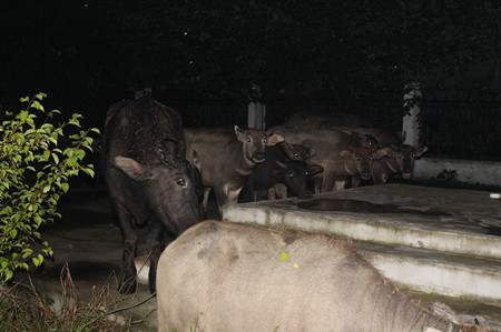 水牛走失照片 (3).JPG