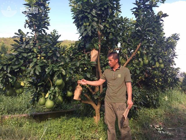 打工仔每天背老板患病母亲上下楼 被赠千亩柚子园