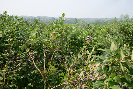 1466993288845786.jpg A8D6C3D9@555A9C00.F3B76F57_recompress.JPG