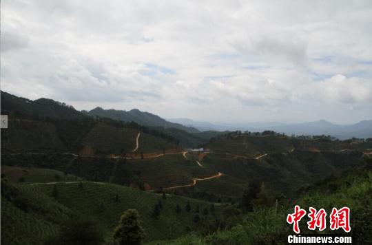 延绵的茶山。王敏 摄