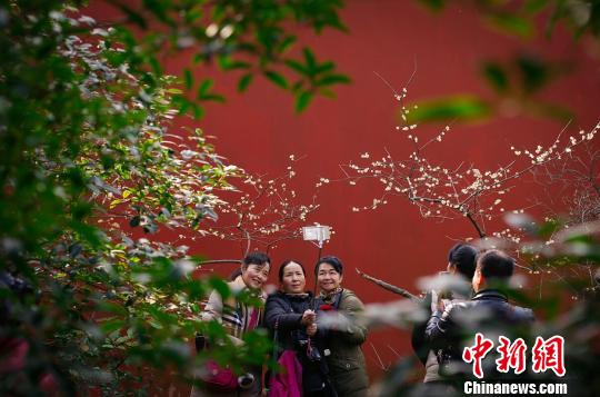 南京钟山景区“双梅斗艳”喜迎农历新年(组图)