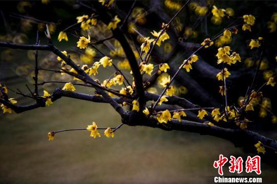 南京钟山风景区内,蜡梅和梅花“双梅斗艳”,美不胜收。梅宁 摄