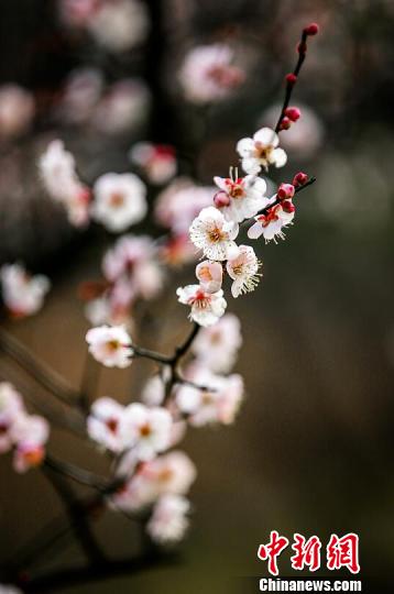 往年二月才开的梅花,今年早早就含苞待放,吐露芬芳。梅宁 摄