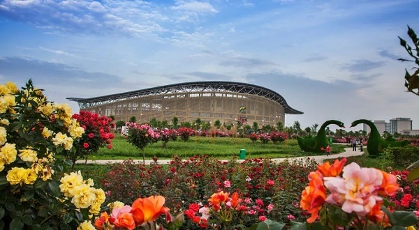 河南月季花基地图片